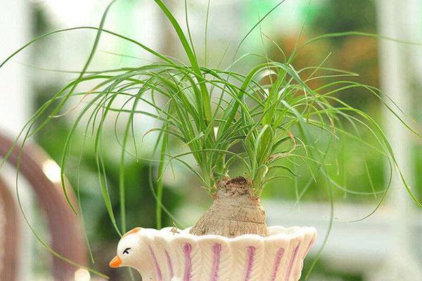 对环境要求并不苛刻的酒瓶兰，日常的养护极为容易，四季绿油油！