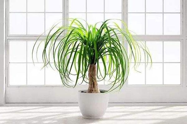 对环境要求并不苛刻的酒瓶兰，日常的养护极为容易，四季绿油油！