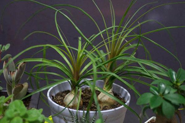 对环境要求并不苛刻的酒瓶兰，日常的养护极为容易，四季绿油油！