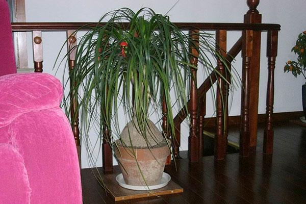 对环境要求并不苛刻的酒瓶兰，日常的养护极为容易，四季绿油油！