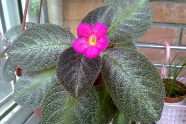 喜荫花很耐阴，养护需要注意，要常喷水保湿，低温要注意保暖哦！