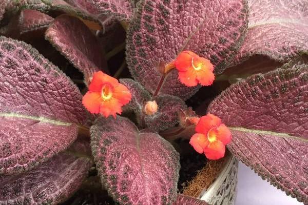 喜荫花很耐阴，养护需要注意，要常喷水保湿，低温要注意保暖哦！