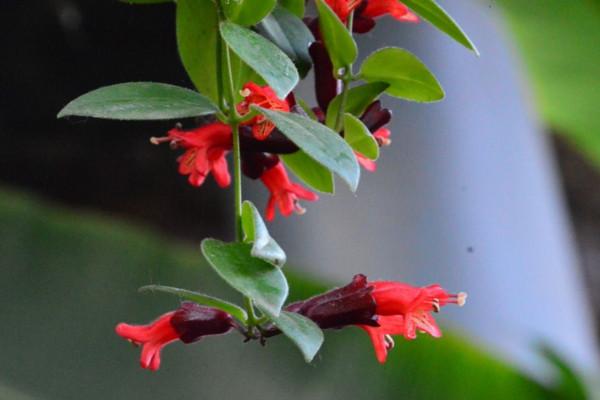 喜荫花很耐阴，养护需要注意，要常喷水保湿，低温要注意保暖哦！