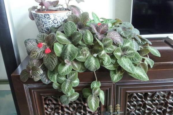 喜荫花很耐阴，养护需要注意，要常喷水保湿，低温要注意保暖哦！