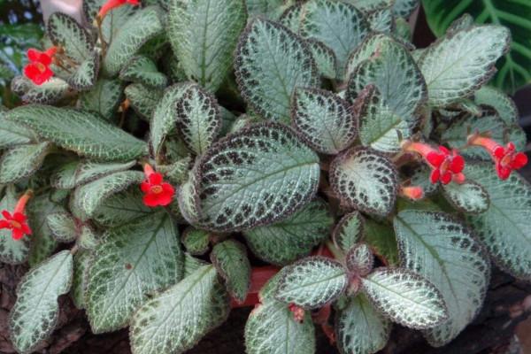 喜荫花很耐阴，养护需要注意，要常喷水保湿，低温要注意保暖哦！