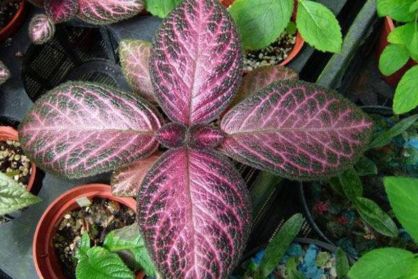 喜荫花很耐阴，养护需要注意，要常喷水保湿，低温要注意保暖哦！