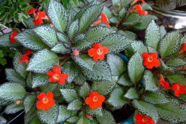 喜荫花很耐阴，养护需要注意，要常喷水保湿，低温要注意保暖哦！