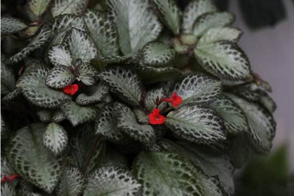 喜荫花很耐阴，养护需要注意，要常喷水保湿，低温要注意保暖哦！