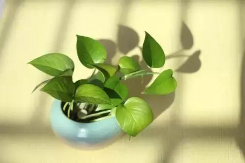 养花难？绿萝叶子都开始耷拉，平日养护几点要注意