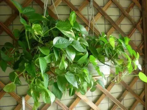 养花难？绿萝叶子都开始耷拉，平日养护几点要注意