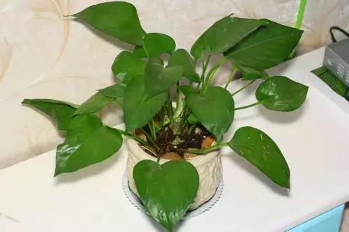 养花难？绿萝叶子都开始耷拉，平日养护几点要注意