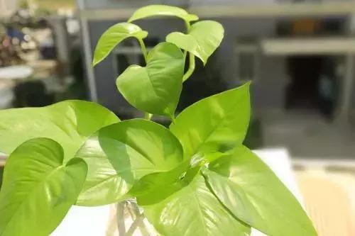 养花难？绿萝叶子都开始耷拉，平日养护几点要注意