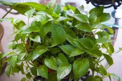 养花难？绿萝叶子都开始耷拉，平日养护几点要注意