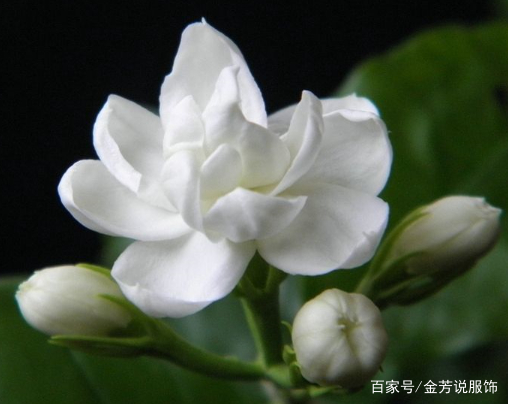 芳香四溢的茉莉花，种植方法及养护小技巧