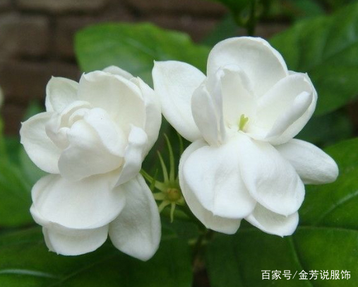 芳香四溢的茉莉花，种植方法及养护小技巧