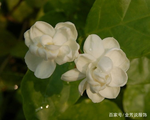 芳香四溢的茉莉花，种植方法及养护小技巧