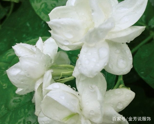 芳香四溢的茉莉花，种植方法及养护小技巧