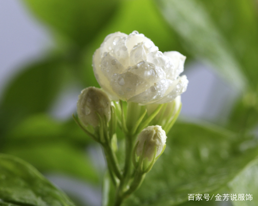 芳香四溢的茉莉花，种植方法及养护小技巧
