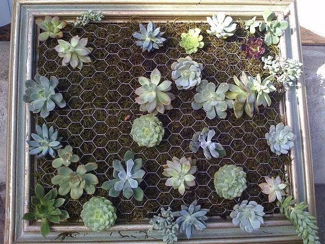 捡来一堆废弃画框,用50株多肉植物养成垂直盆景,价值不菲!