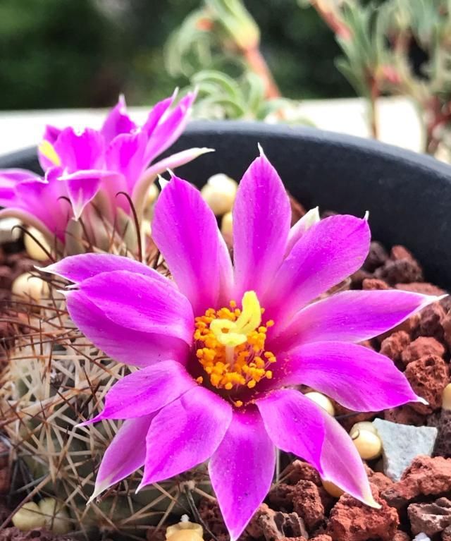 仙人球里的“开花机器”，一年多次开花，花朵超漂亮
