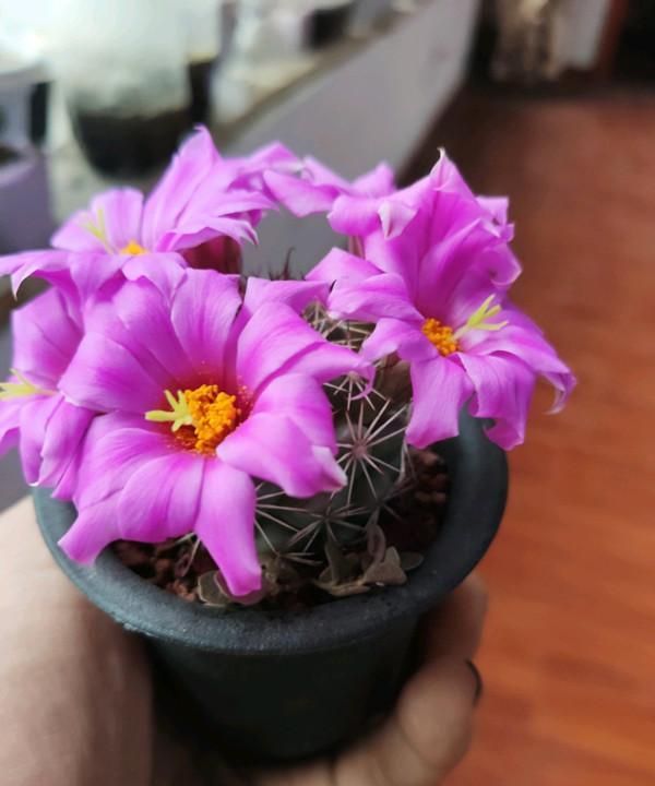 仙人球里的“开花机器”，一年多次开花，花朵超漂亮