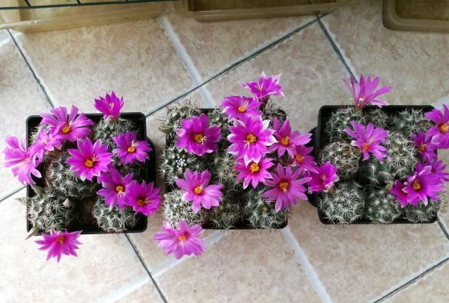 仙人球里的“开花机器”，一年多次开花，花朵超漂亮
