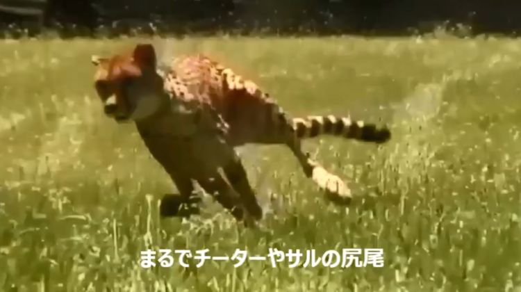 也许进化有点错 日本庆应大学新研发机器尾巴辅助平衡