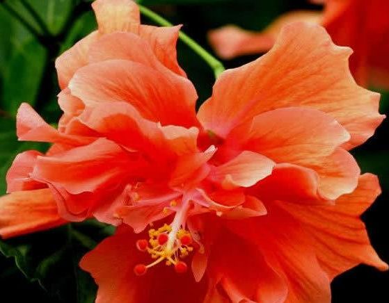 1种大花365天都开,养护简单家里养一盆,四季有都赏花