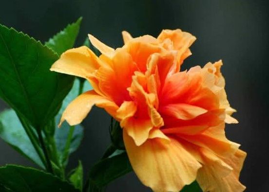 1种大花365天都开,养护简单家里养一盆,四季有都赏花