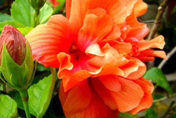 1种大花365天都开,养护简单家里养一盆,四季有都赏花