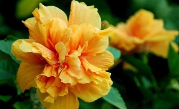 1种大花365天都开,养护简单家里养一盆,四季有都赏花