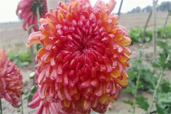 菊花养护很简单,学会这几招,花期延长一个星期!