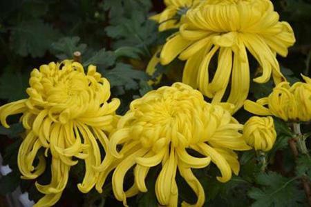 菊花养护很简单,学会这几招,花期延长一个星期!