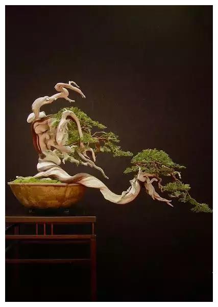 这才是真正的顶级盆景