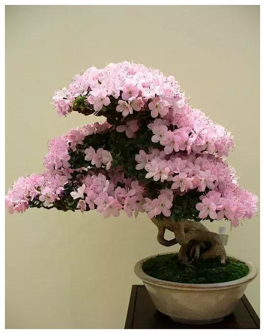 这才是真正的顶级盆景