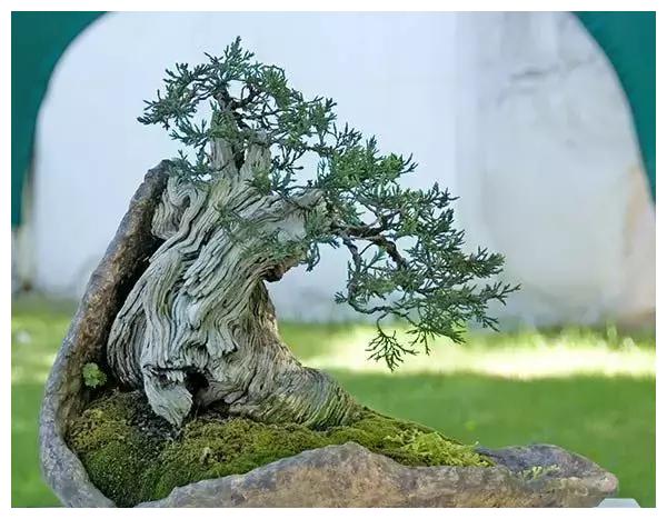 这才是真正的顶级盆景