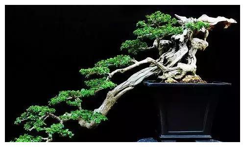 这才是真正的顶级盆景