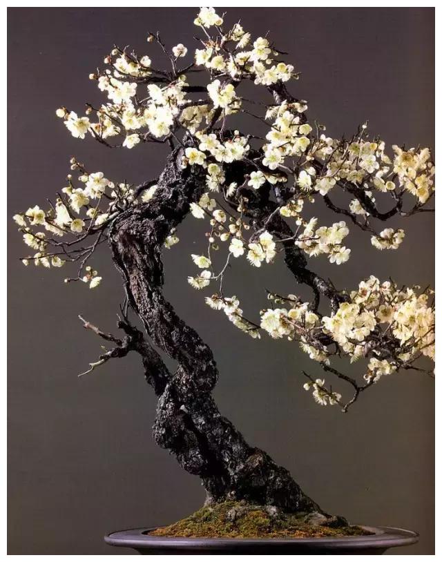 这才是真正的顶级盆景