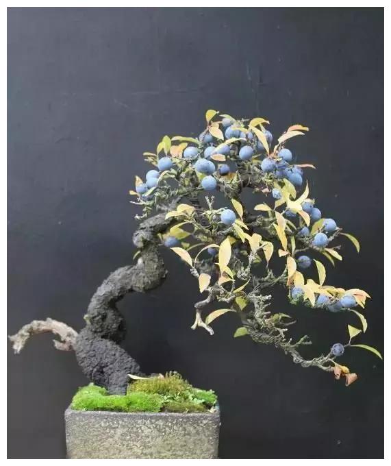 这才是真正的顶级盆景