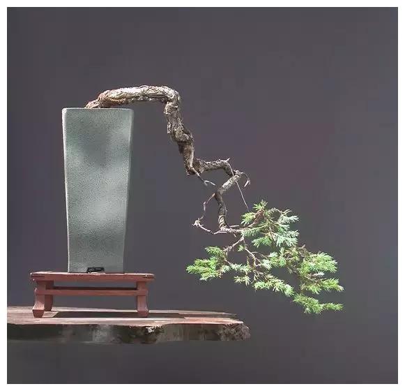 这才是真正的顶级盆景