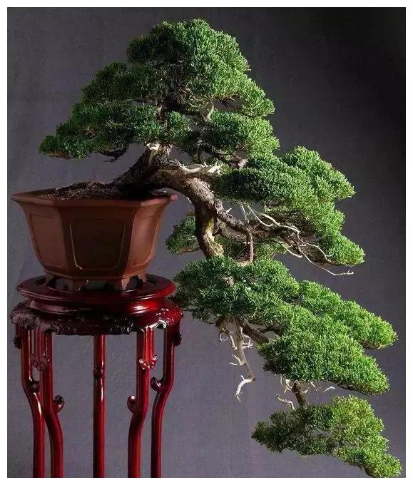 这才是真正的顶级盆景