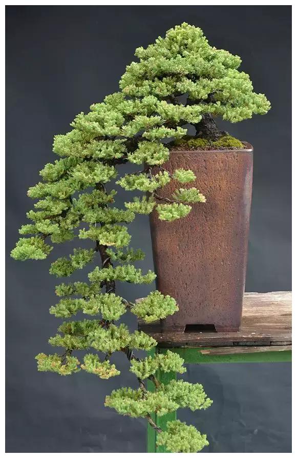 这才是真正的顶级盆景