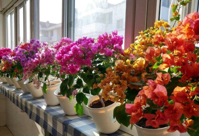 这3种蔬菜种花盆里，好好养护，很快会生根发芽，有免费蔬菜吃！