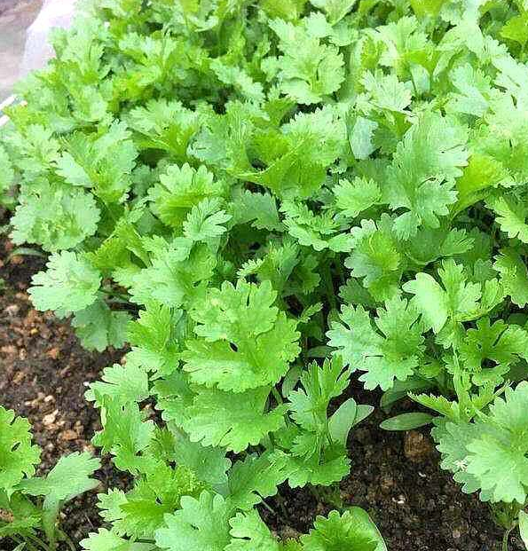 这3种蔬菜种花盆里，好好养护，很快会生根发芽，有免费蔬菜吃！