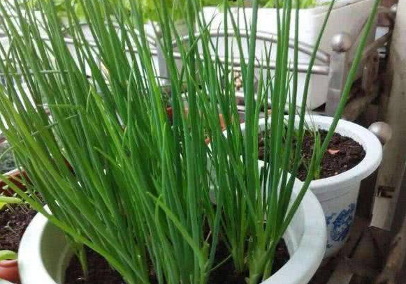 这3种蔬菜种花盆里，好好养护，很快会生根发芽，有免费蔬菜吃！