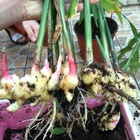 这3种蔬菜种花盆里，好好养护，很快会生根发芽，有免费蔬菜吃！