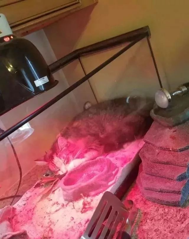 喵星人竟钻进了蜥蜴的保温箱里，蜥蜴在一旁都快吓死了！