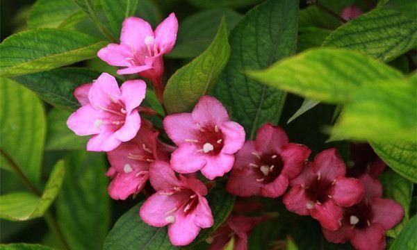 海仙花的养护方法有哪些?