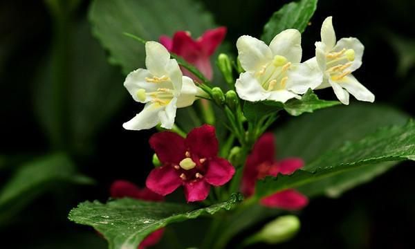 海仙花的养护方法有哪些?