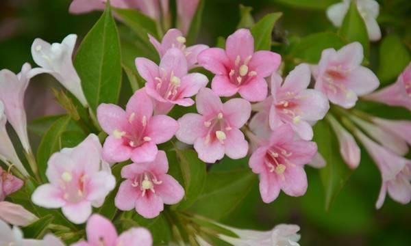 海仙花的养护方法有哪些?